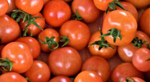 Plantatorzy pomidorów oszukani na 293 tys. zł