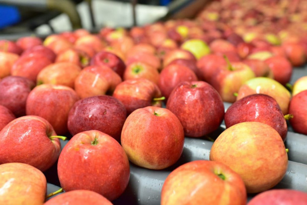 Według Emilii Lewandowskiej, kierownika biura eksportera jabłek Fruit-Group, obecny sezon jabłkowy w Polsce można określić jako mieszany. / fot. shutterstock Duży popyt na polskie jabłka. Ceny stabilne