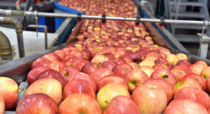 Sieci zaniżają ceny jabłek. Lewica chce interwencji UOKiK