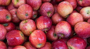 Ceny jabłek 2022. Kiedy przełamanie w handlu?