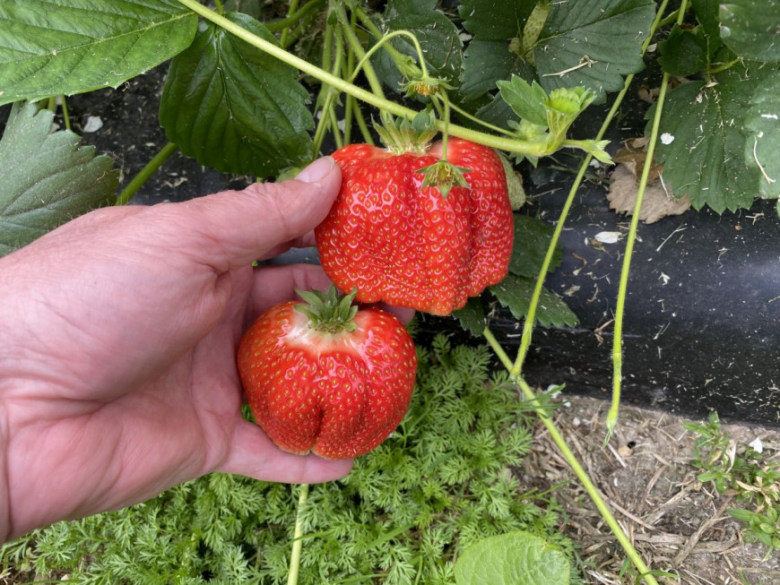 Erdbeeren, Heidelbeeren und Johannisbeeren – was pflanzen für die neue Saison?