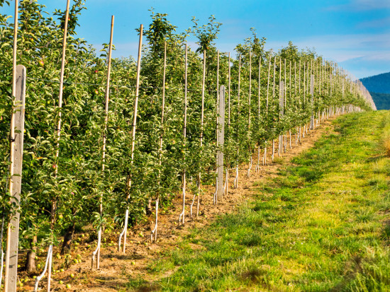 Więcej szkółek i sadów w Rosji/ fot. shutterstock Rosja szybko rozwija sadownictwo i szkółkarstwo