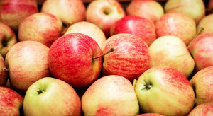 Ceny jabłek na sortowanie w grupach producenckich