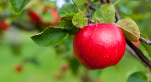 Przez Zielony Ład w Polsce produkcja jabłek spadnie o 50 proc. !