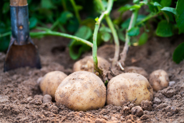 COBORU: Trzy nowe odmiany ziemniaka
