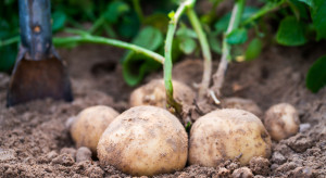 COBORU: Trzy nowe odmiany ziemniaka
