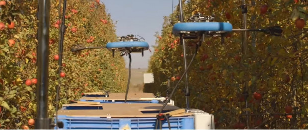 Drony do zbioru jabłek. Będą testy (wideo)
