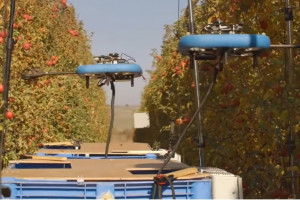 Drony do zbioru jabłek. Będą testy (wideo)