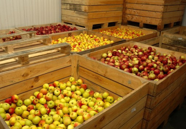 Ile jabłek jest w polskich chłodniach ?