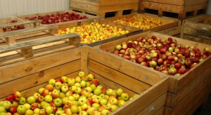 Ile jabłek jest w polskich chłodniach ?