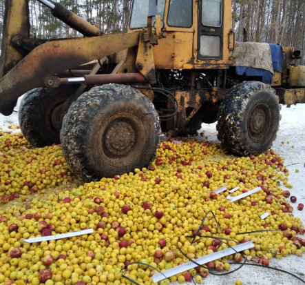 Rosyjskie służby zniszczyły jabłka z nielegalnego importu