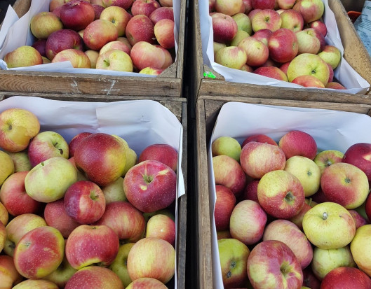 Ceny jabłka na Broniszach do 40 proc. niższe niż przed rokiem