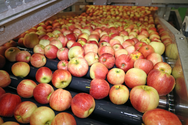 Eksport polskich jabłek na Białoruś - duże spadki w styczniu
