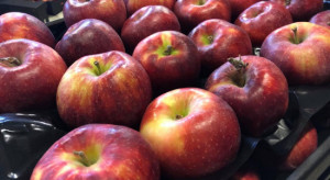 Turcja z roku na rok zwiększa eksport jabłek