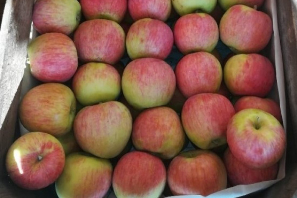Bronisze: Ceny jabłek bez rewelacji