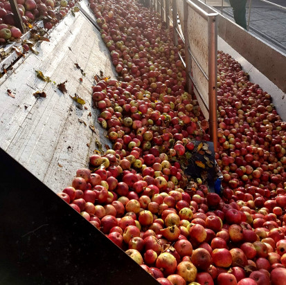 Spekulacje na rynku jabłek przemysłowych. Ceny spadną?