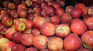 Włoski rynek jabłek: Rosnące koszty i problemy logistyczne