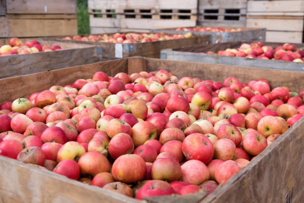 Sadownicy chcą szybkiego wycofania jabłek z rynku