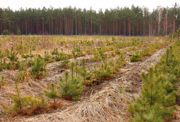 Lasy Państwowe kupują grunty pod zalesianie. Jakie zasady skupu ?