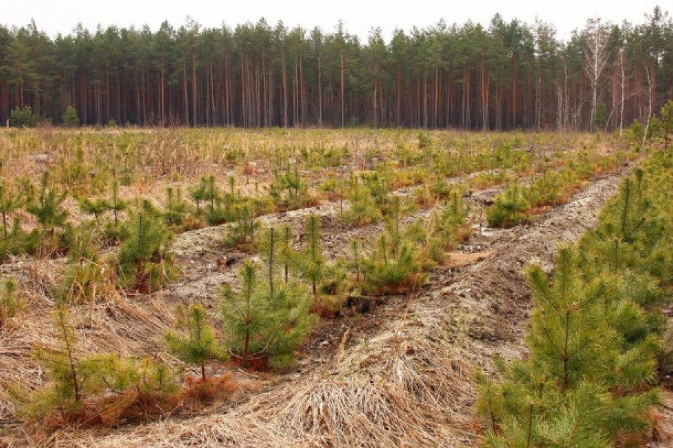 Lasy Państwowe kupują grunty pod zalesianie. Jakie są zasady skupu ?/fot. shutterstock.com Lasy Państwowe kupują grunty pod zalesianie. Jakie zasady skupu ?