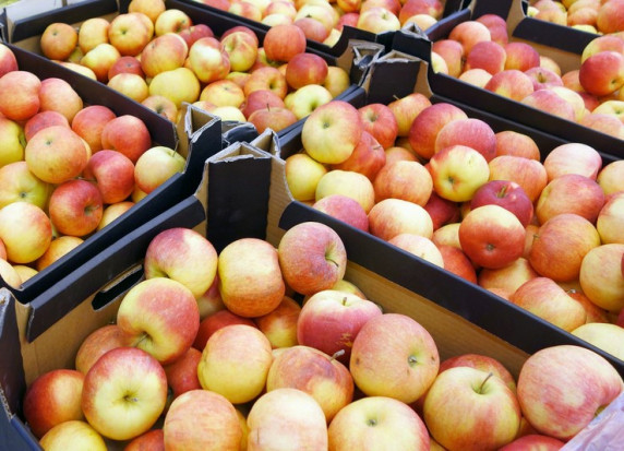 Ceny jabłek w grupach producenckich