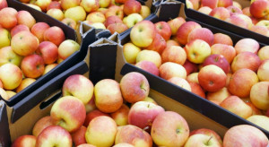 Ceny jabłek w grupach producenckich