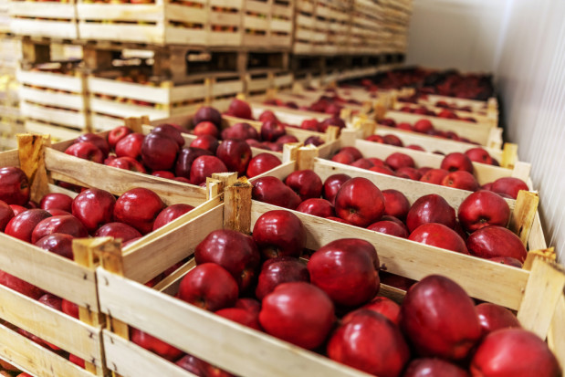 Indie ponad dwukrotnie zwiększyły import jabłek