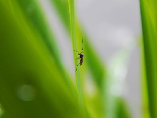 Wzrasta odporność komarów na pestycydy