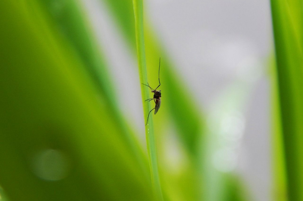 Wzrasta odporność komarów na pestycydy
