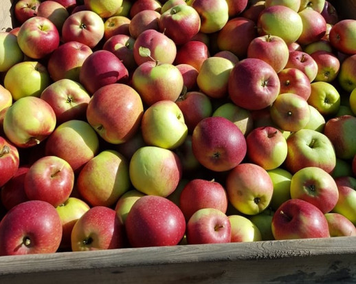 Jabłka zostaną wycofane z rynku? Jest wniosek do KE!