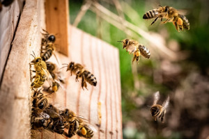 450 tys. zł na ochronę pszczół i owadów zapylających
