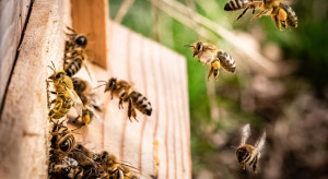 450 tys. zł na ochronę pszczół i owadów zapylających
