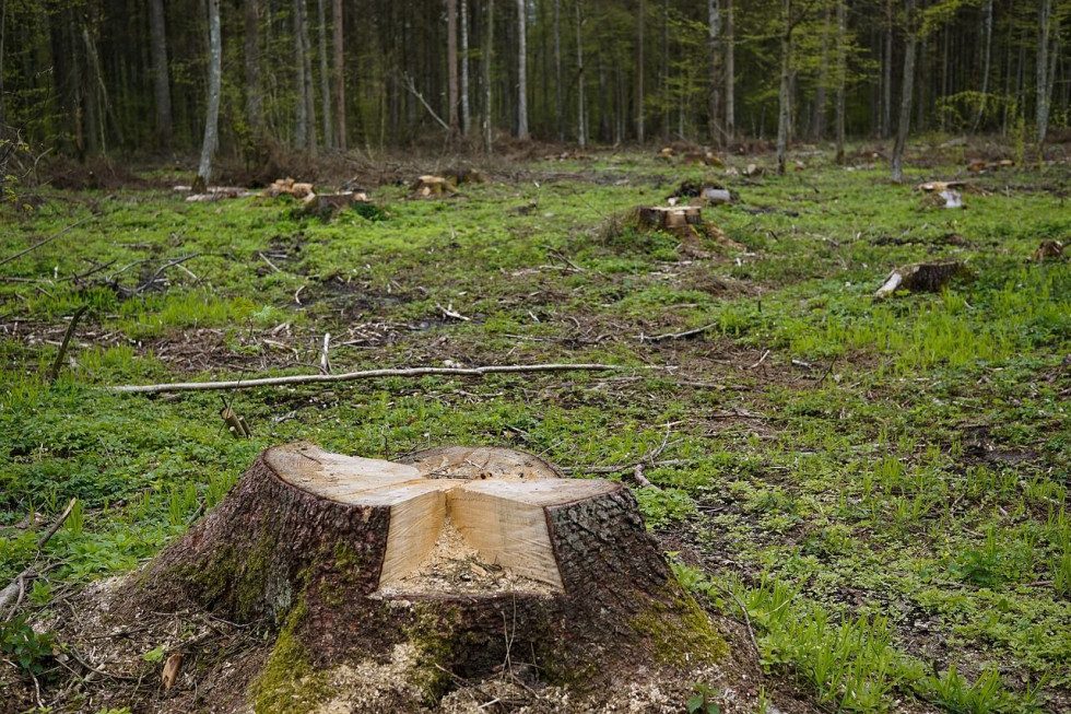 Nagroda za ujęcie sprawcy nielegalnej wycinki drzew