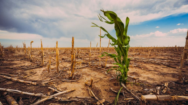 Zmiany klimatu powodują straty w produkcji żywności