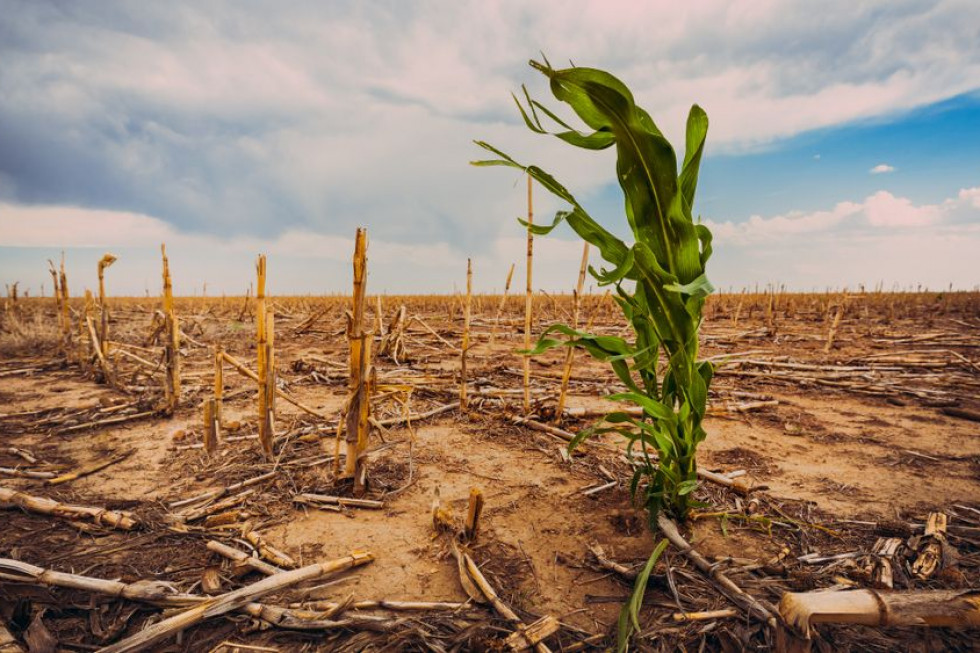 Zmiany klimatu powodują straty w produkcji żywności