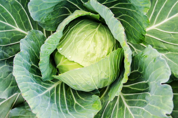 COBORU: 58 nowych odmian warzyw