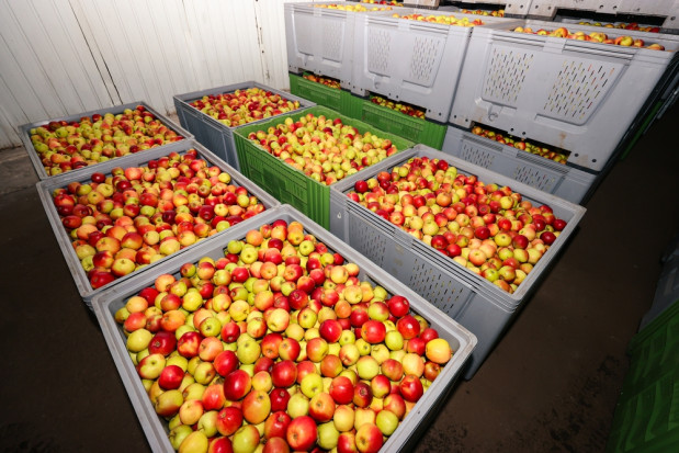 W polskich chłodniach są wciąż duże zapasy jabłek