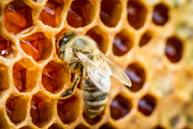 35,5 mln zł wsparcia dla pszczelarzy