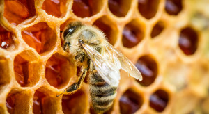 35,5 mln zł wsparcia dla pszczelarzy