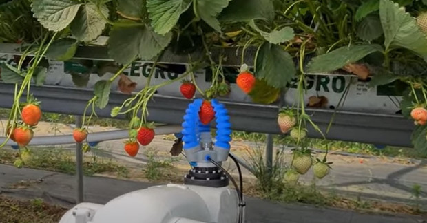 Od samego początku projekt MiFood Robot przyciągnął uwagę twórców innowacji z firm w Stanach Zjednoczonych, Hongkongu i Polsce. Opracowano robota do automatycznego zbioru truskawek