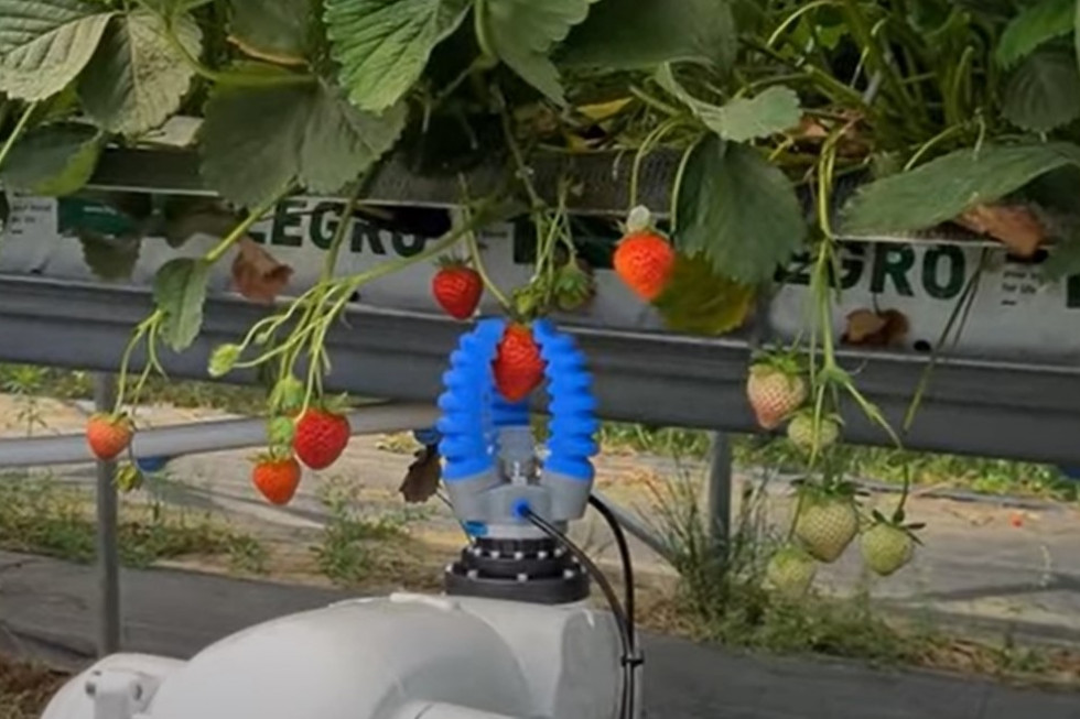 Opracowano robota do automatycznego zbioru truskawek