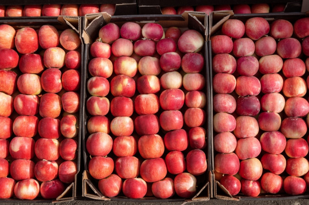Duży spadek eksportu polskich jabłek w lutym