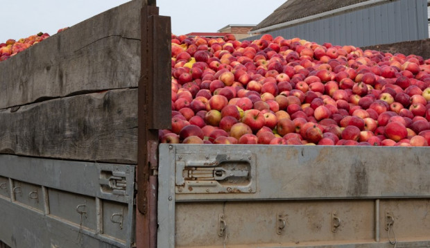Sadownicy wstrzymują dostawy jabłek przemysłowych. Ceny do góry