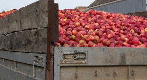 Sadownicy wstrzymują dostawy jabłek przemysłowych. Ceny do góry