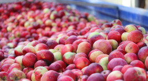 Wciąż rosną ceny jabłek przemysłowych