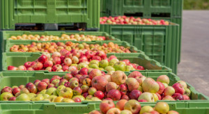 Ceny jabłek przemysłowych przebiły barierę 60 gr/kg