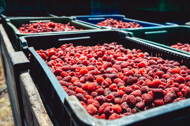 W polskich zakładach będą przetwarzane ukraińskie owoce i warzywa?