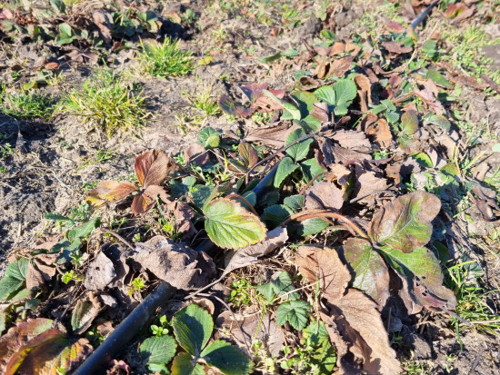Wiosną na plantacji truskawek należy wygrabić resztki ściółki, uschnięte liście/ fot. sadyogrody Pierwsze zabiegi na plantacjach truskawek