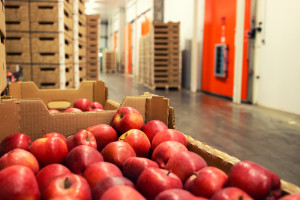 Coraz większe problemy z eksportem polskich jabłek