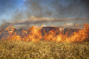 Warmińsko-mazurskie: plaga wypalania traw na łąkach